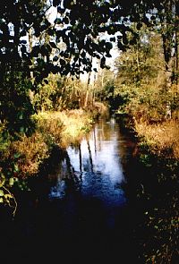 Rzeka Mławka k/Mławy. Foto: Janusz Dębski 