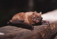 Borowiec wielki  Nyctalus noctula . Foto: Grzegorz Błachowski